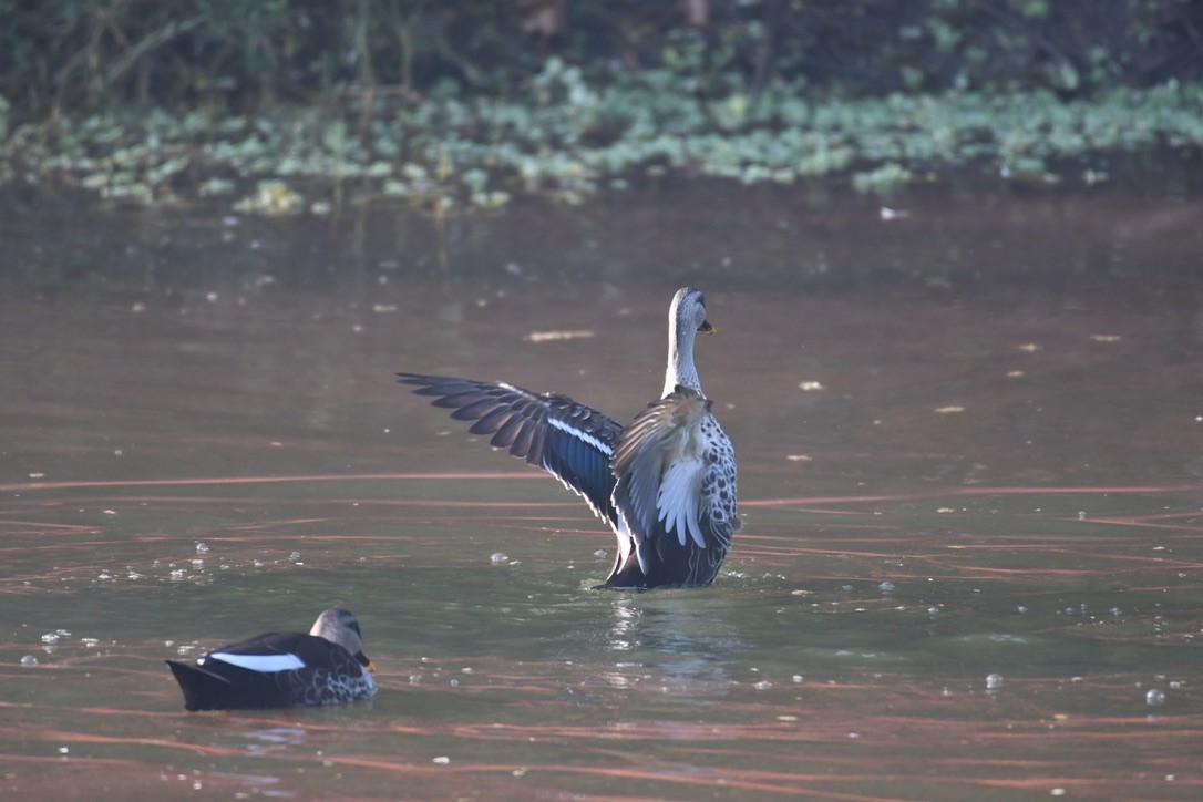 Indian Spot-billed Duck - Vikram Jha