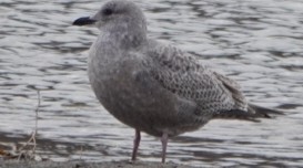 Glaucous-winged Gull - ML612368865