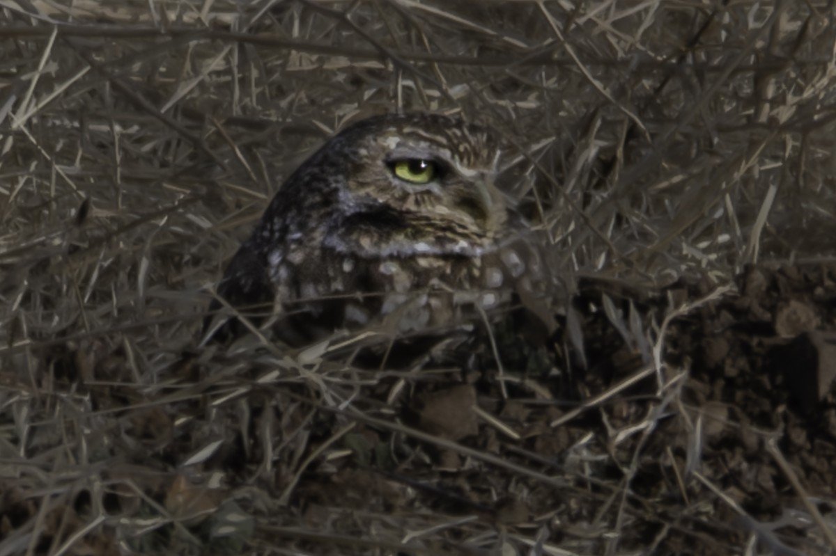 Burrowing Owl - ML612368901