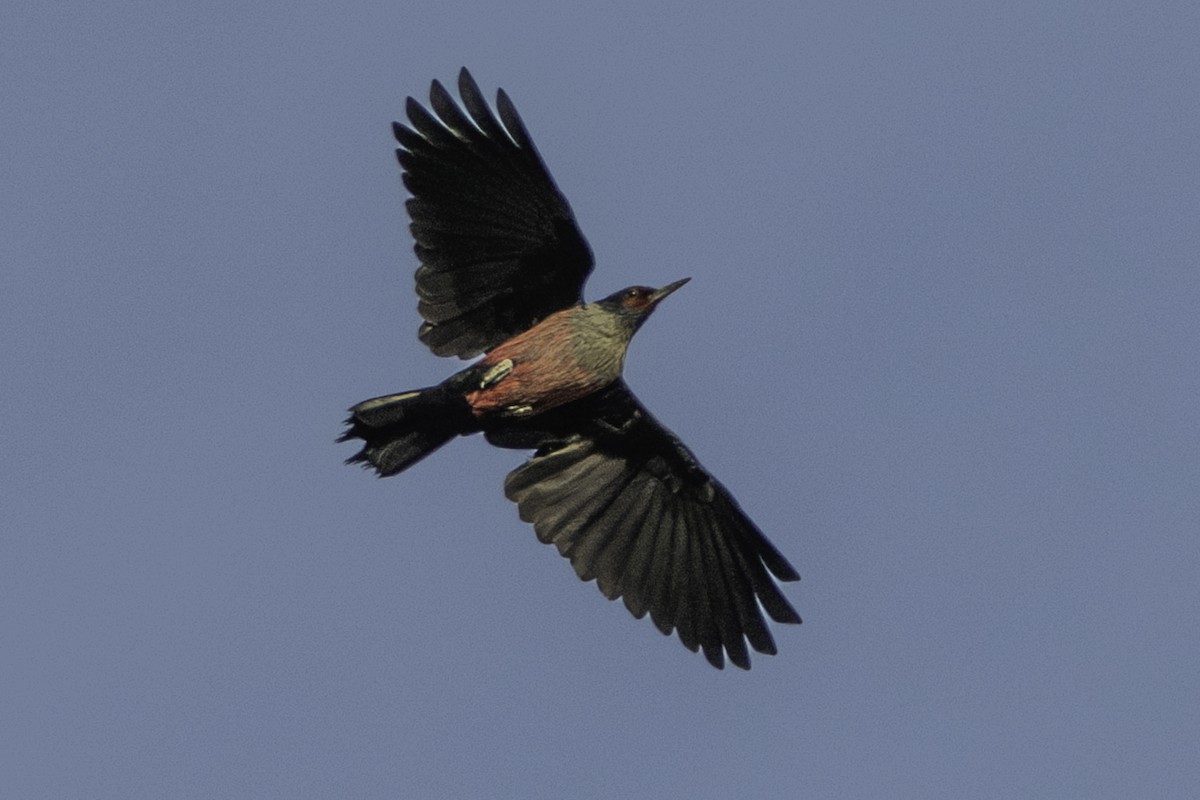 Lewis's Woodpecker - ML612368950