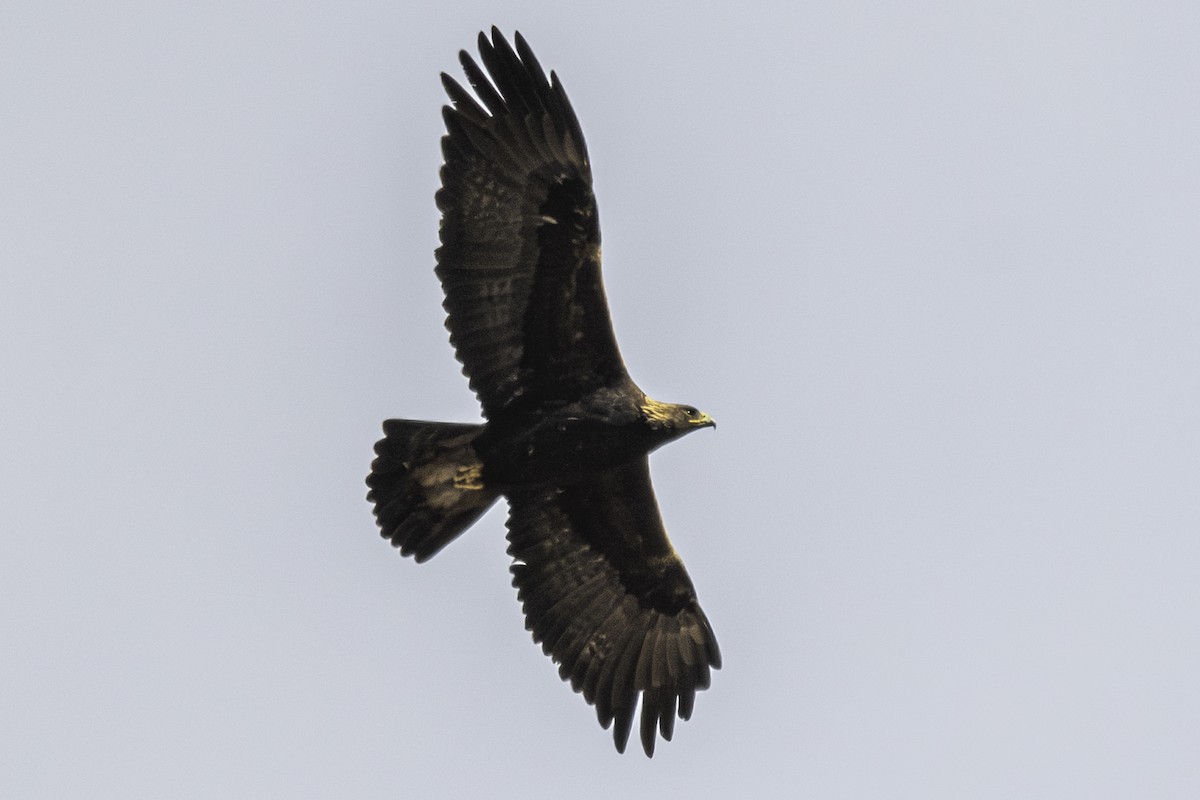 Golden Eagle - ML612369010