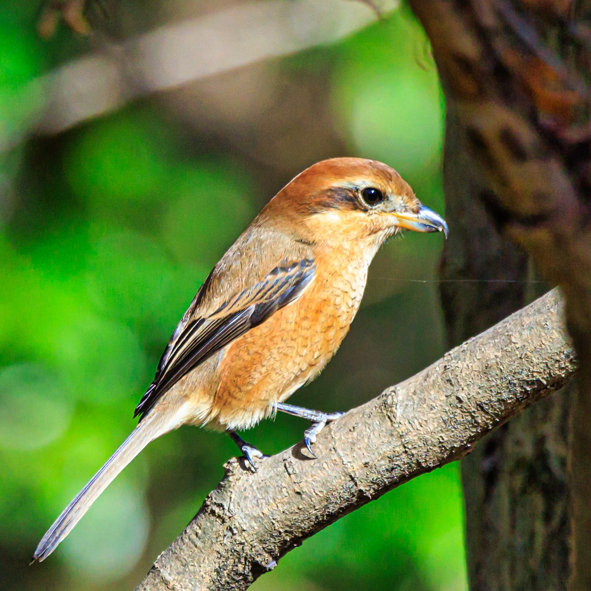 Bull-headed Shrike - ML612369048