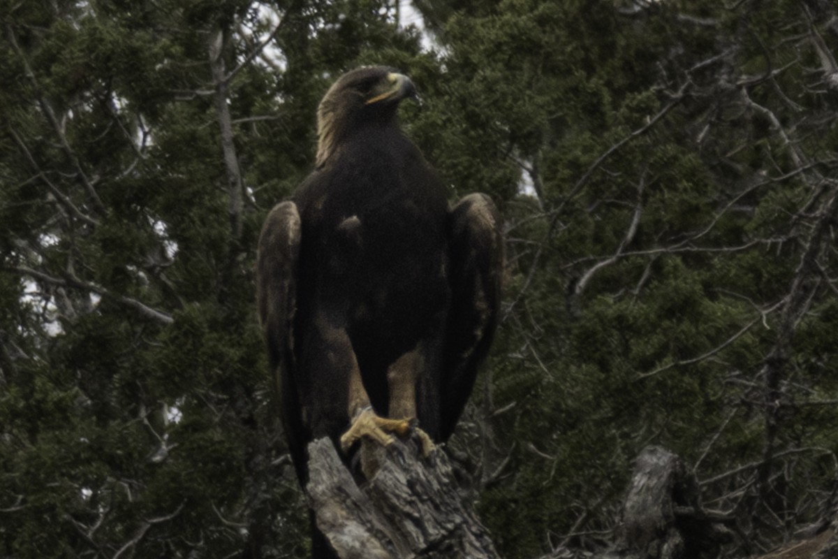 Golden Eagle - ML612369070