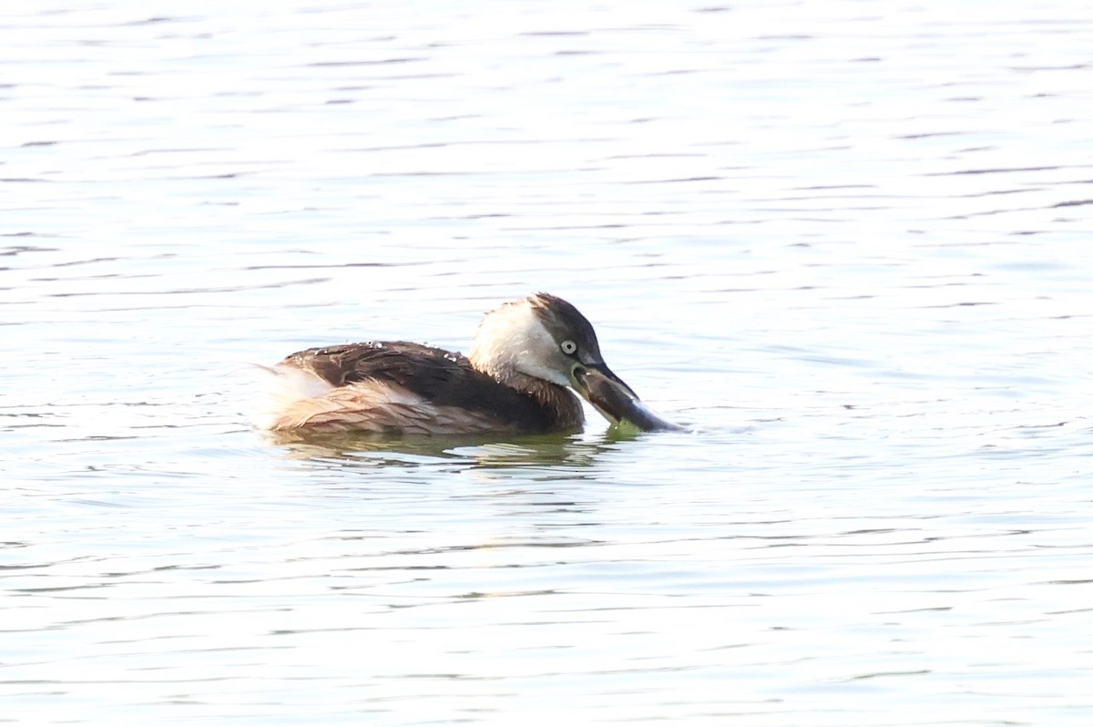 Little Grebe - ML612369152