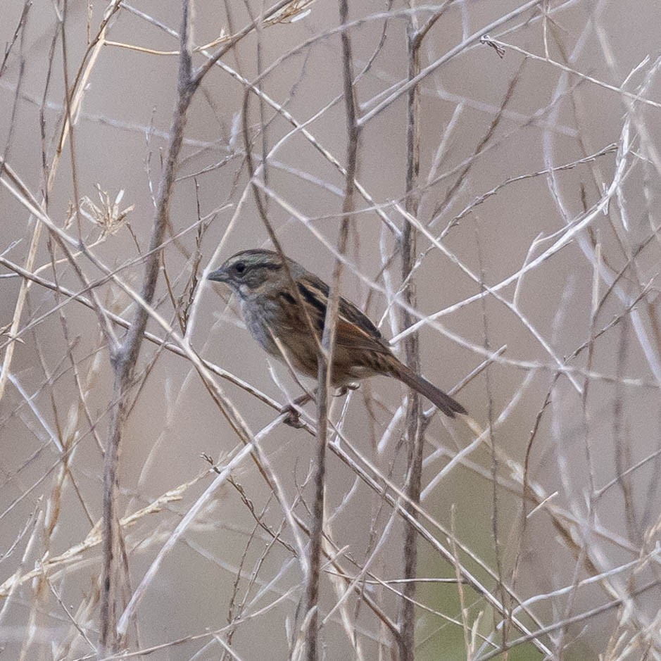 Swamp Sparrow - ML612369164