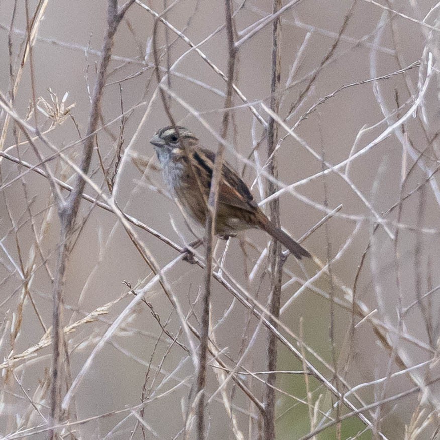 Swamp Sparrow - ML612369165