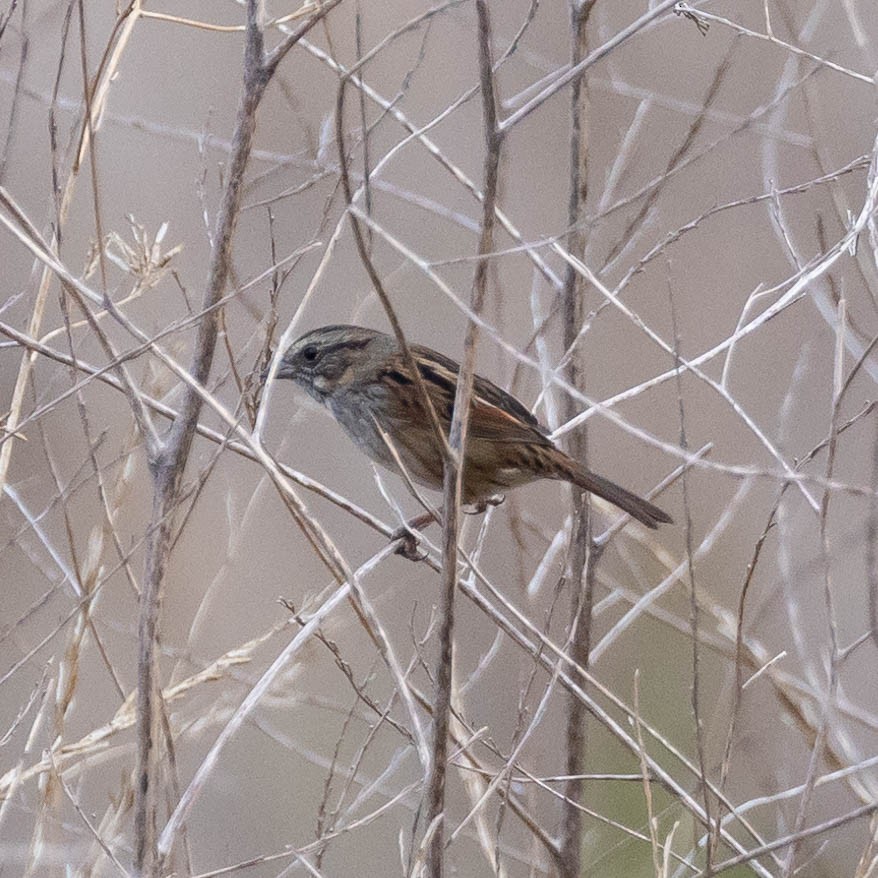 Swamp Sparrow - ML612369166