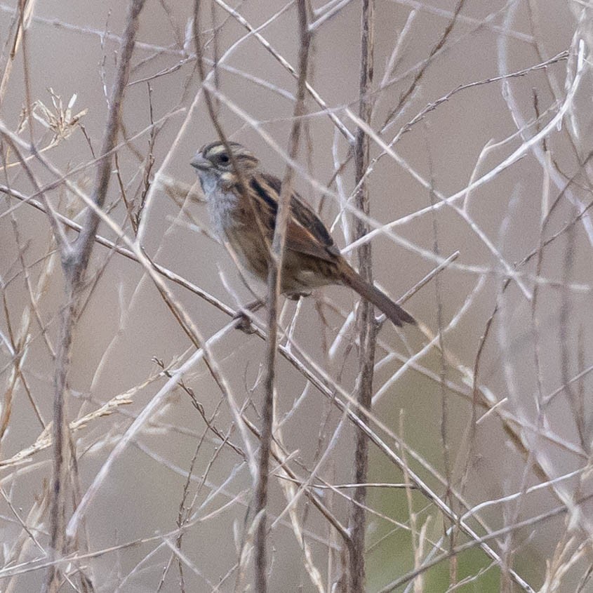 Swamp Sparrow - ML612369167