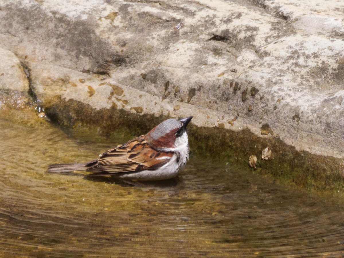 House Sparrow - ML612369168