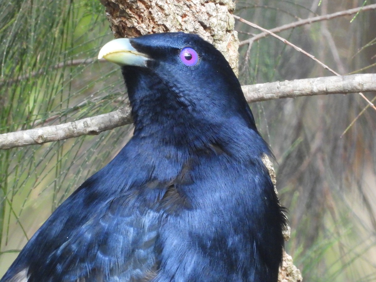 Satin Bowerbird - ML612369307