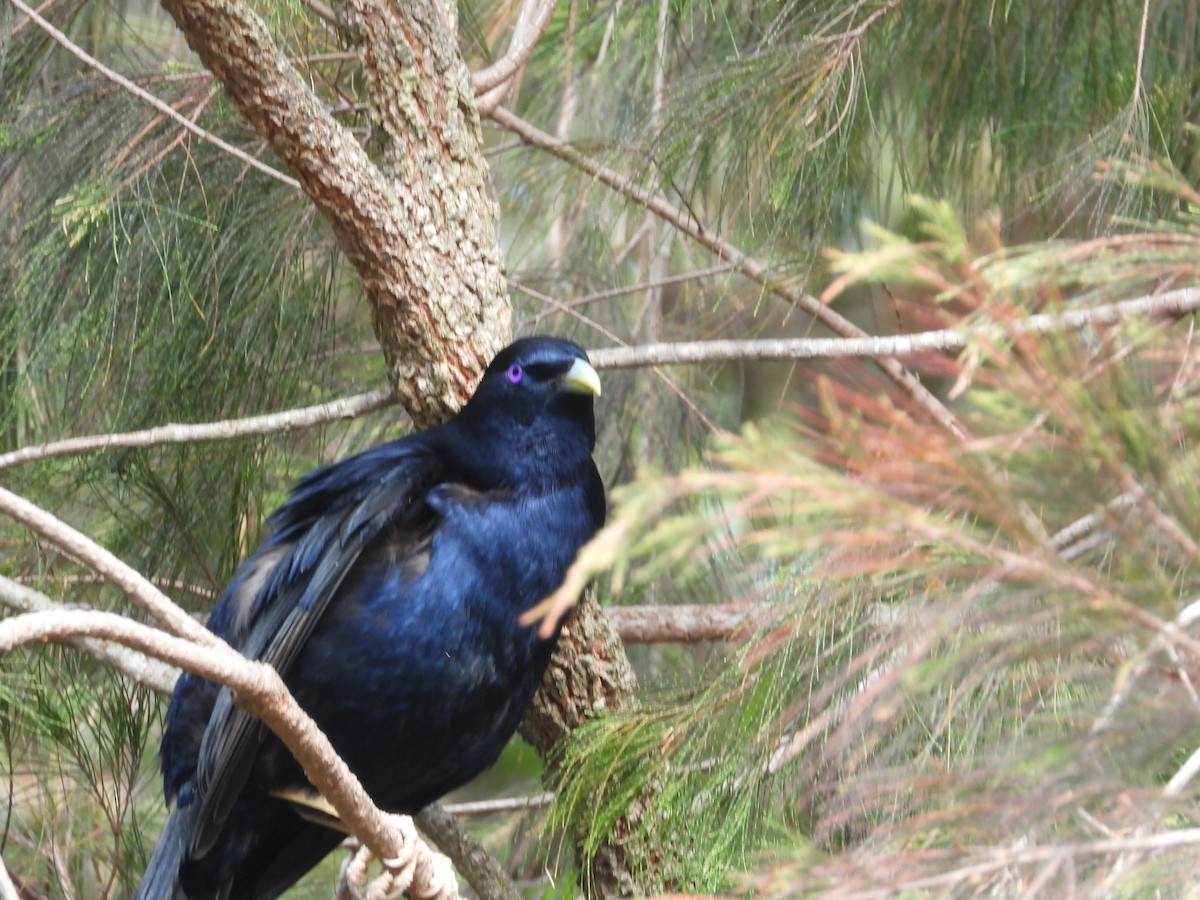 Satin Bowerbird - ML612369309