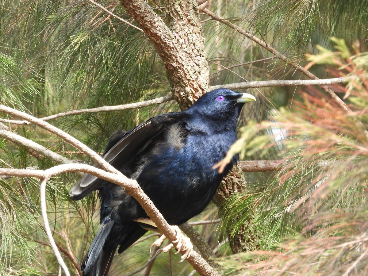 Satin Bowerbird - ML612369310