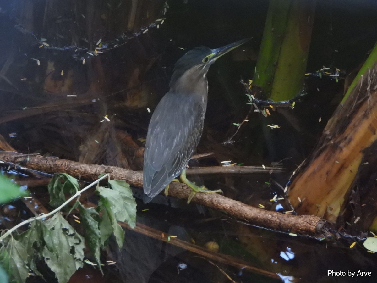 Striated Heron - ML612369320