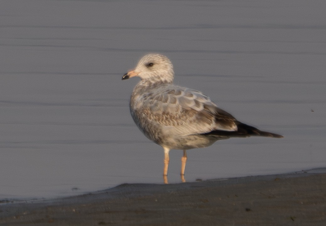 Ring-billed Gull - ML612369494