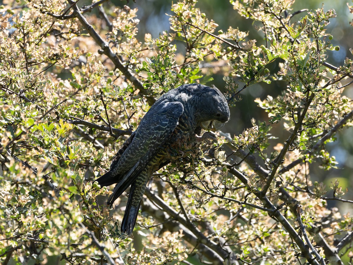 Gang-gang Cockatoo - Edward McRowan