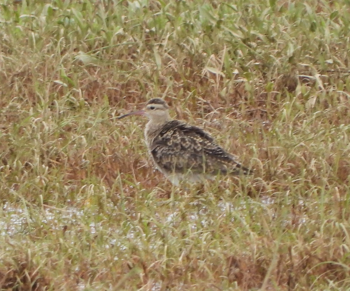 Little Curlew - ML612369562