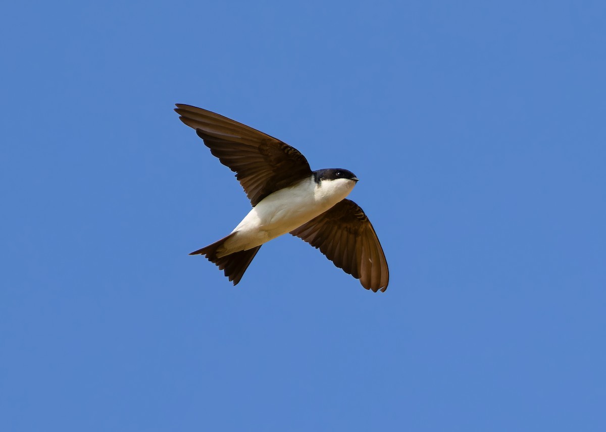 Siberian House-Martin - ML612369614