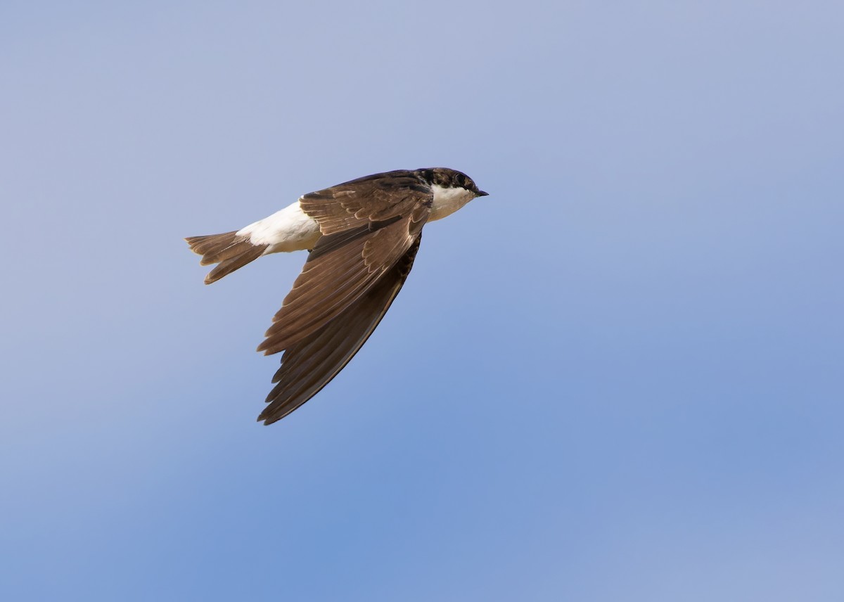 Siberian House-Martin - ML612369616