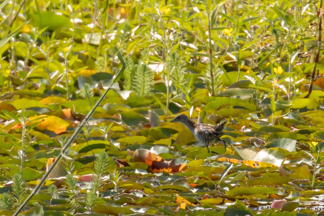 Baillon's Crake - Marama Hopkins