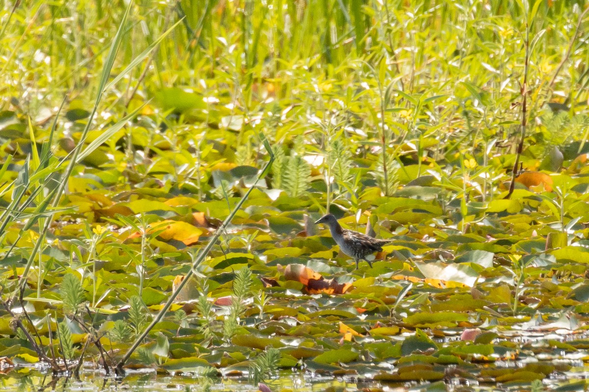 Baillon's Crake - ML612369656