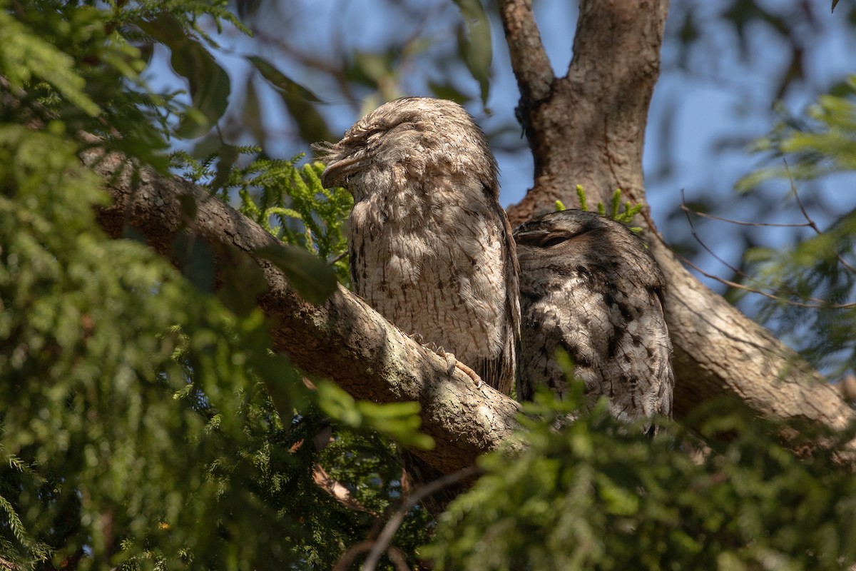 Tawny Frogmouth - ML612369663