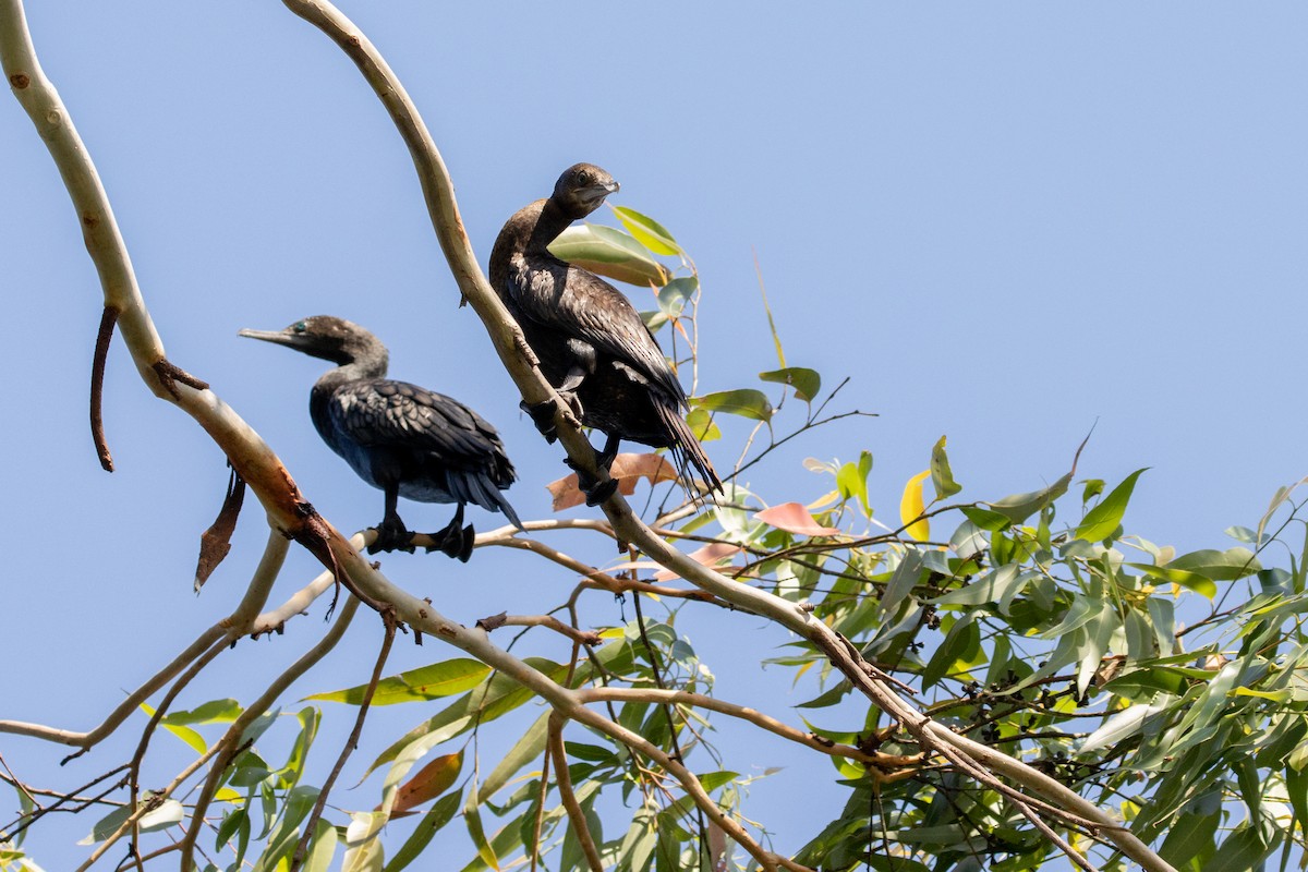 Little Black Cormorant - Marama Hopkins