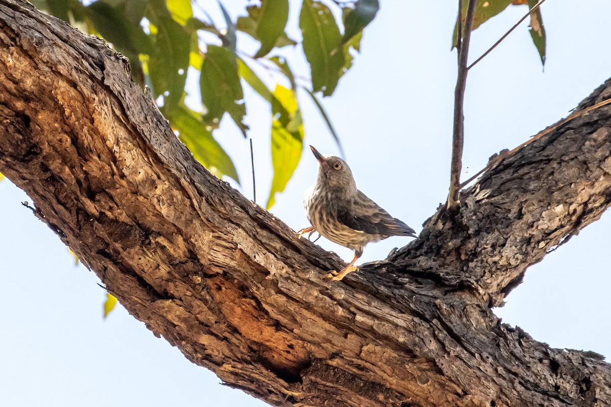 Varied Sittella - Marama Hopkins