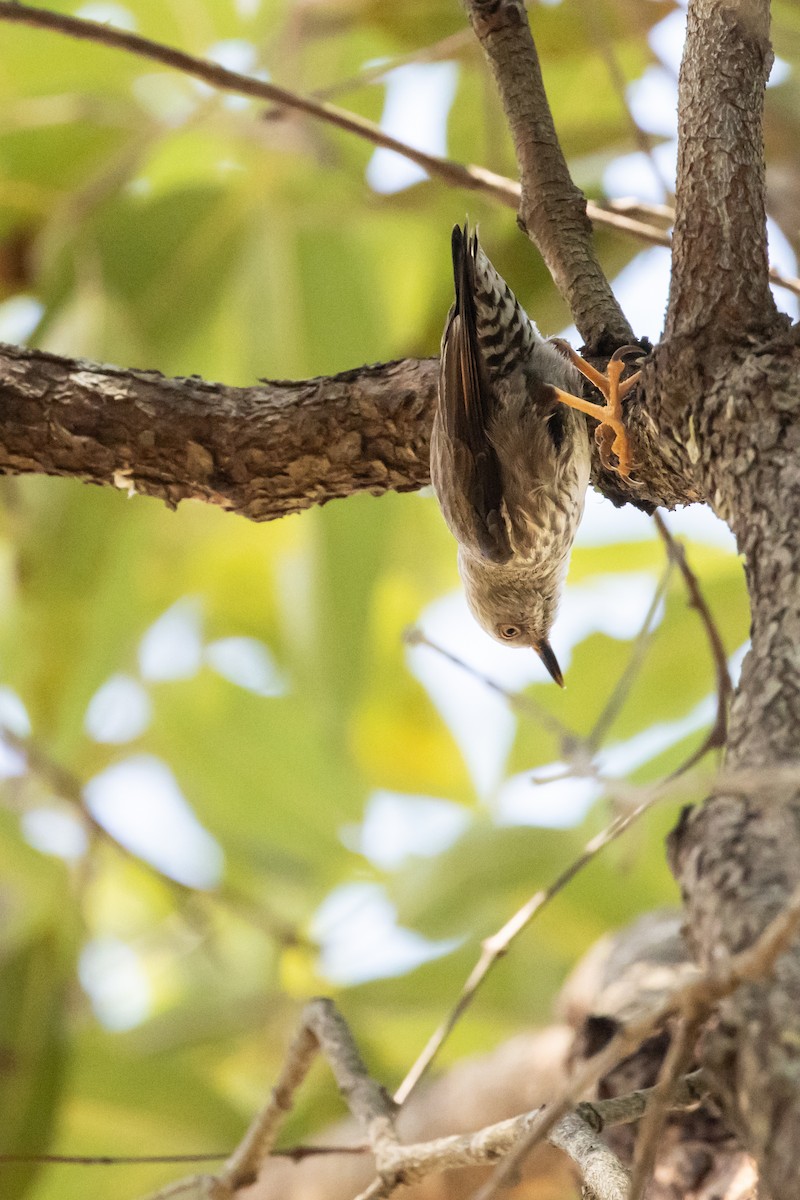 Varied Sittella - Marama Hopkins