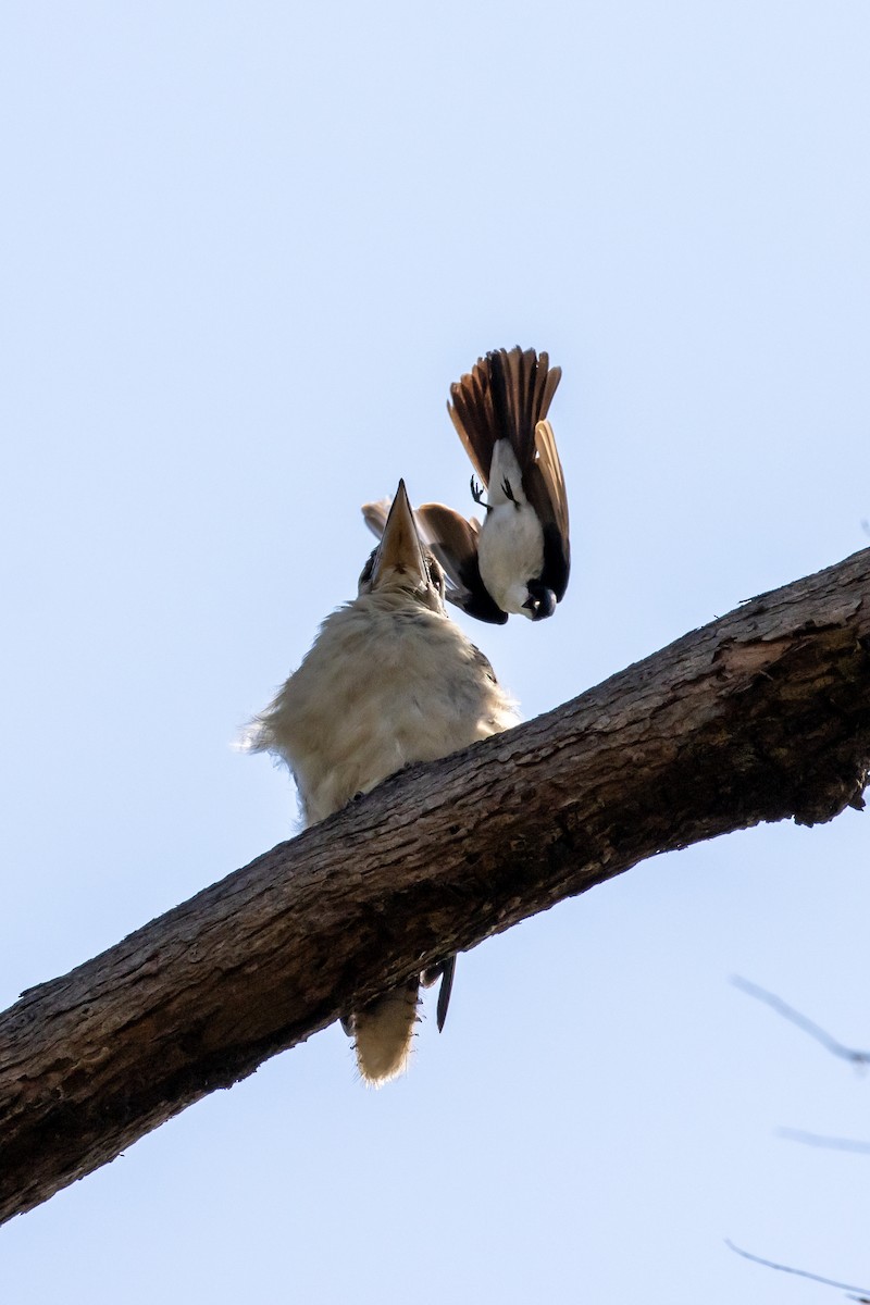 Restless Flycatcher - Marama Hopkins