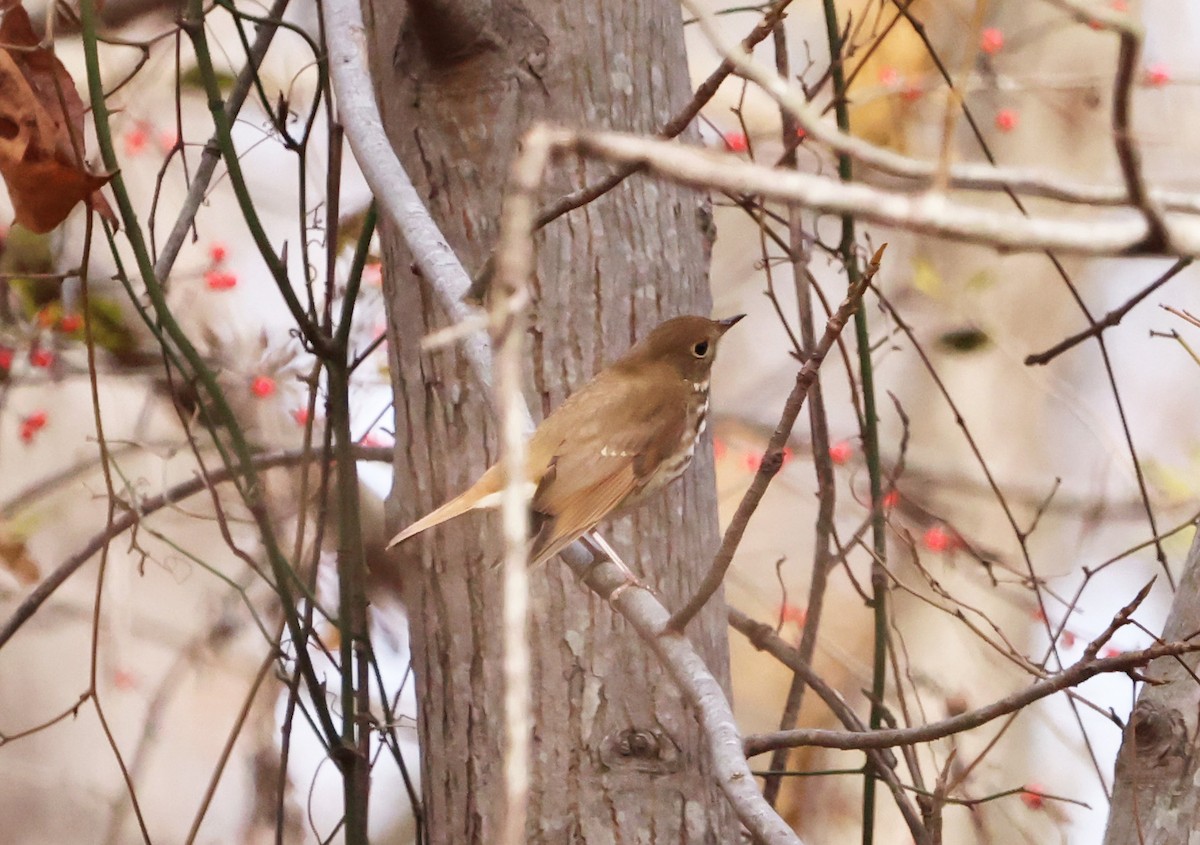 Hermit Thrush - ML612369795