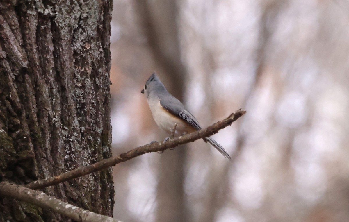 Tufted Titmouse - ML612369800