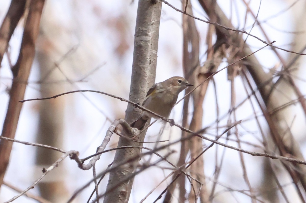 Yellow-rumped Warbler - ML612369801