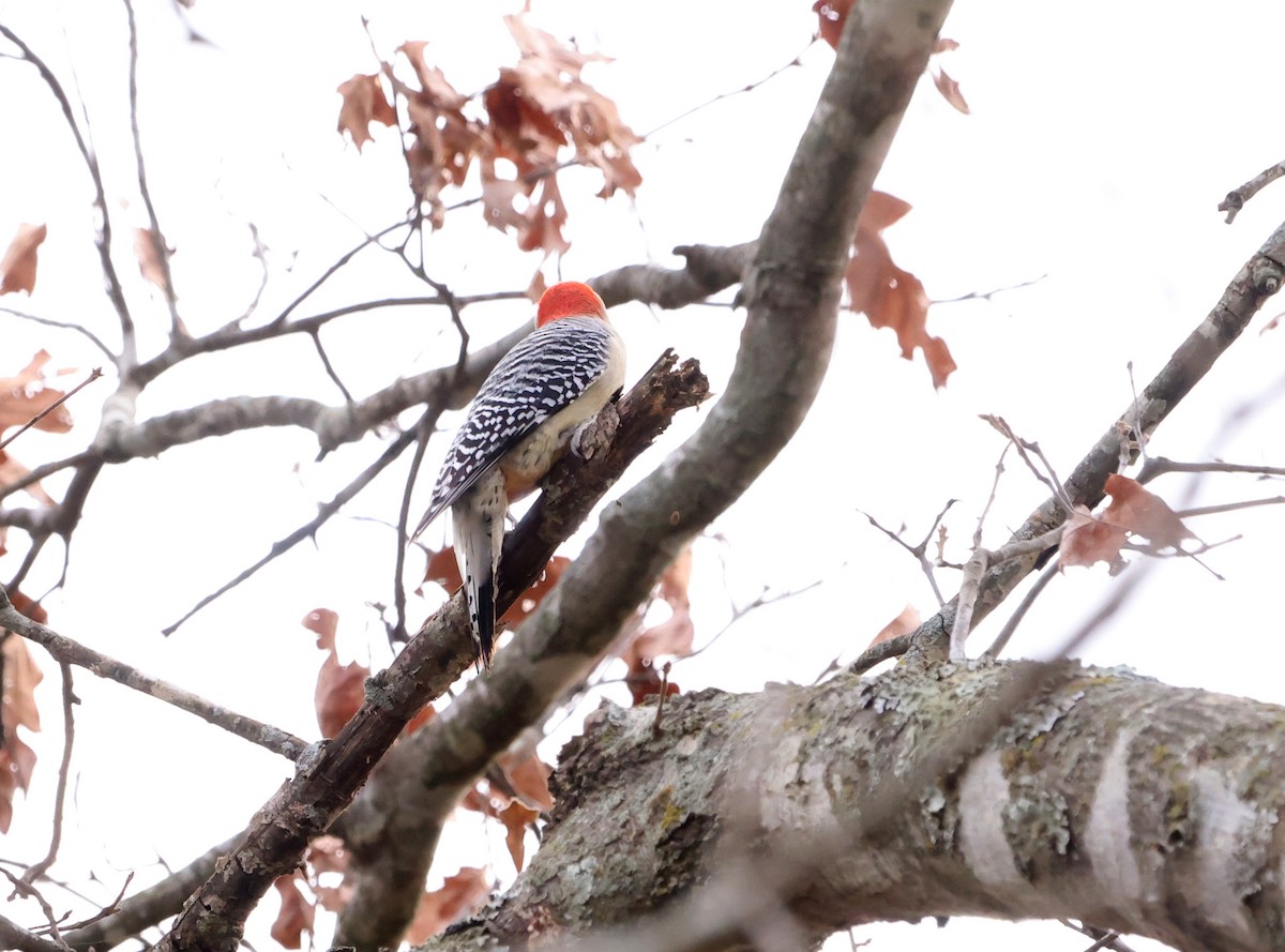 Red-bellied Woodpecker - ML612369803