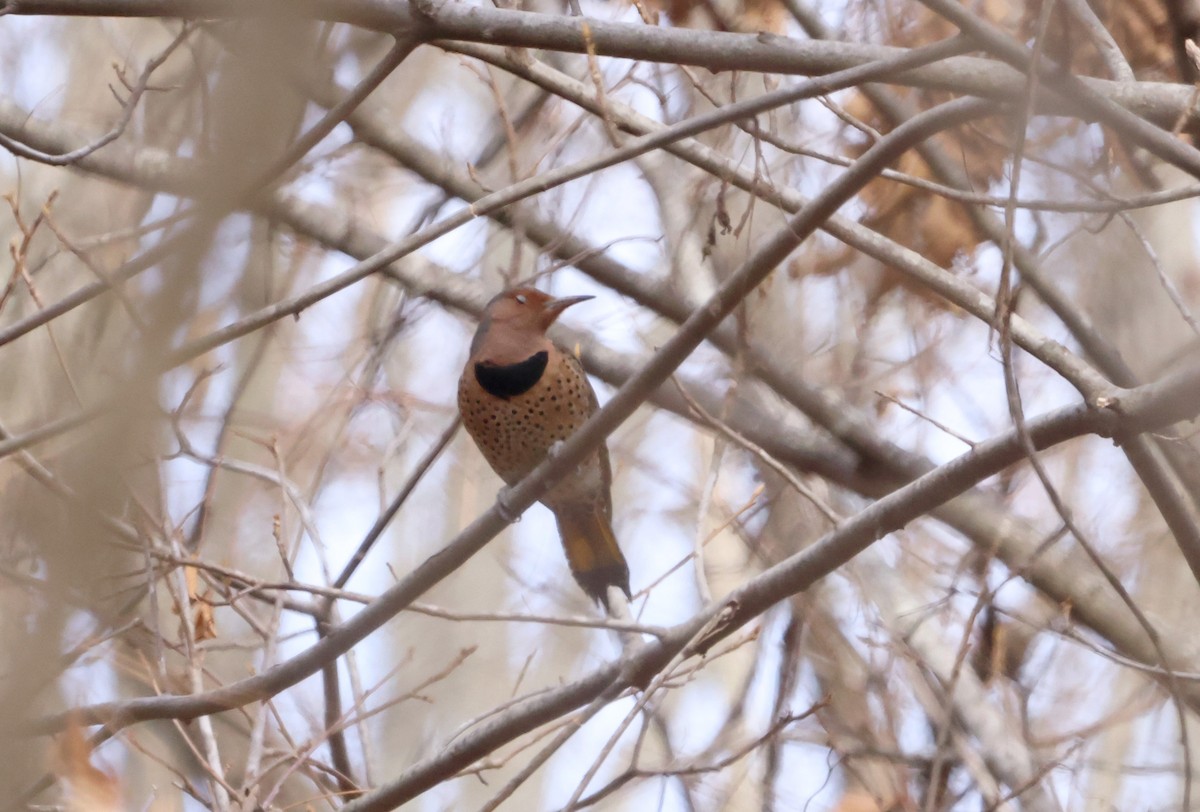 Northern Flicker - ML612369809