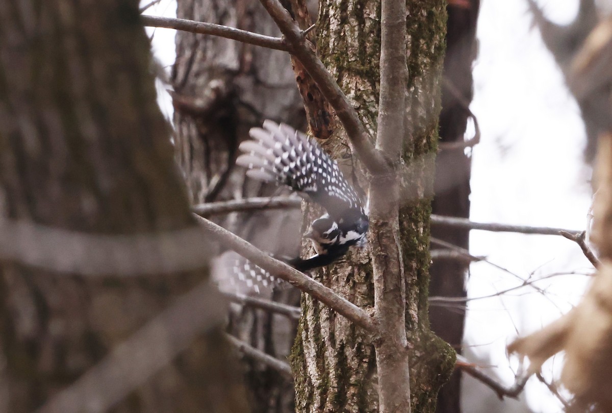 Downy Woodpecker - ML612369813