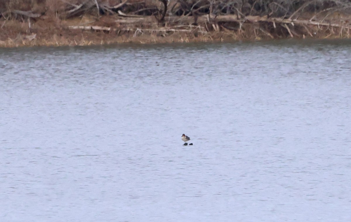 Green-winged Teal - ML612369814