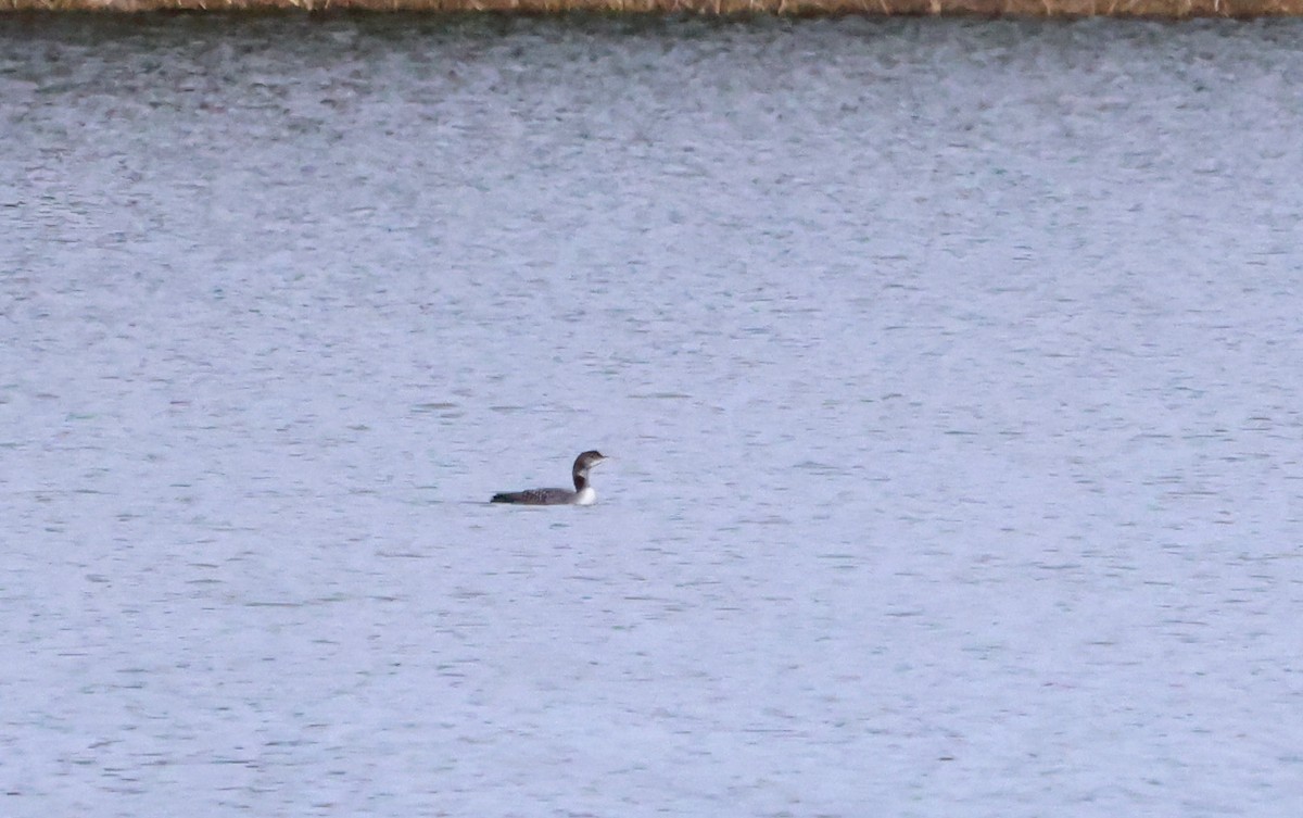 Common Loon - ML612369817