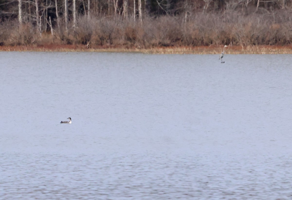 Common Loon - ML612369818