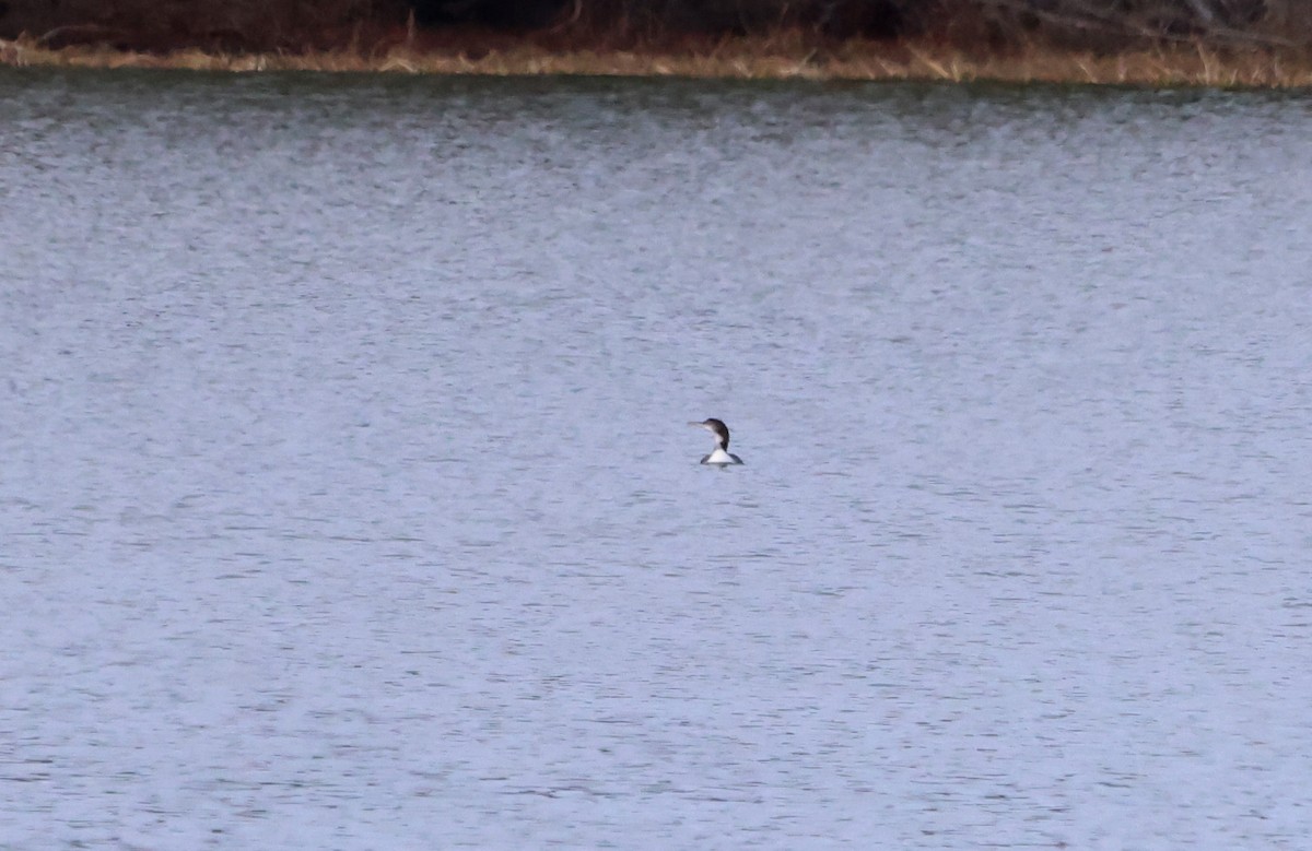 Common Loon - ML612369819