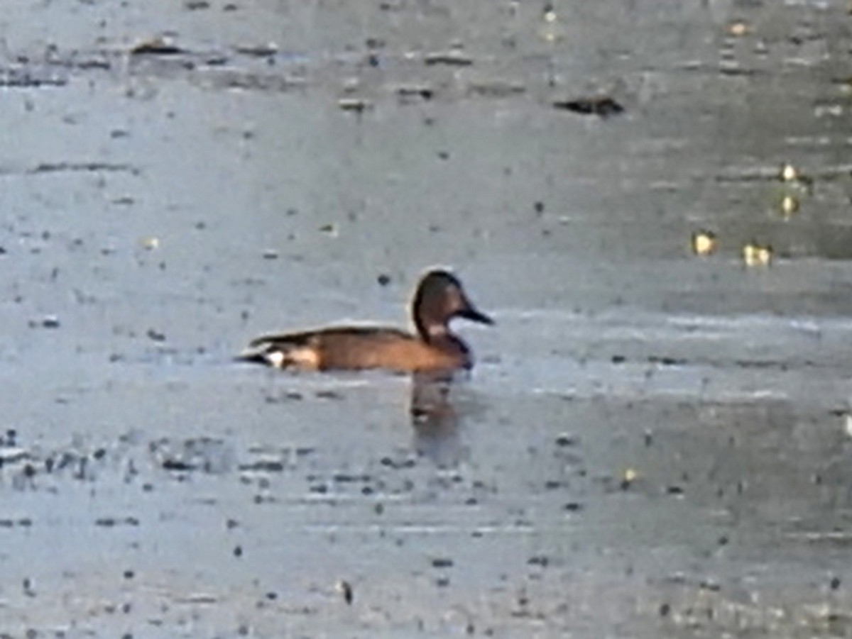 Ferruginous Duck - ML612369855