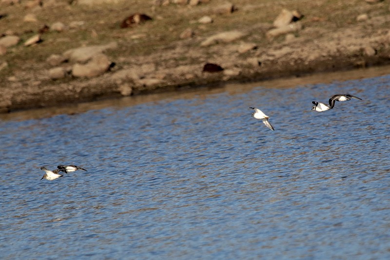 Dunlin - ML61236991