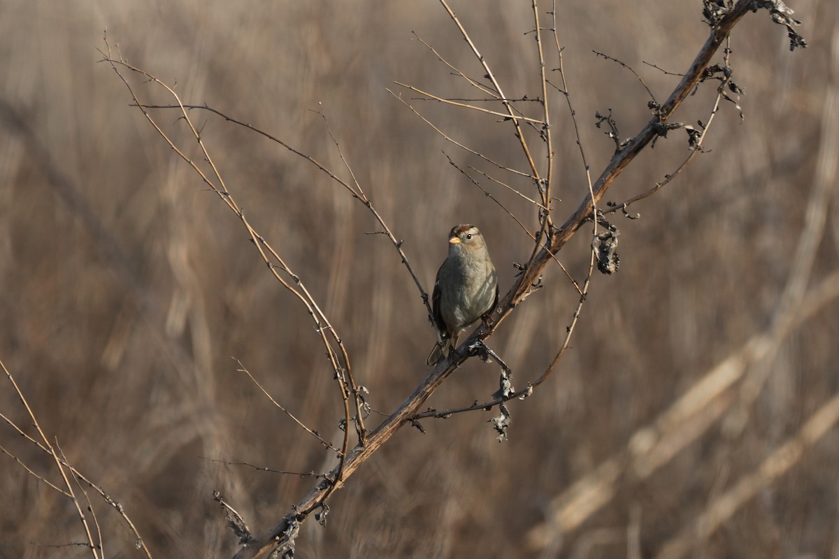 White-crowned Sparrow - ML612369916