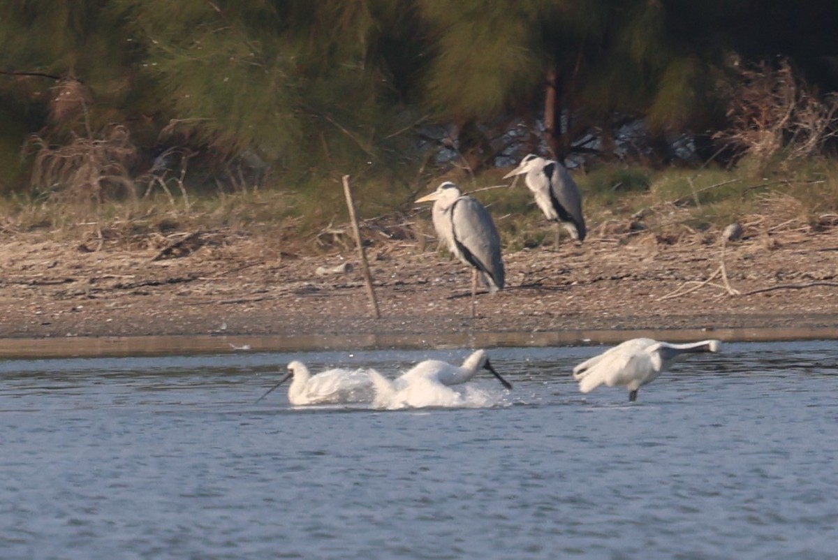 Black-faced Spoonbill - ML612369953