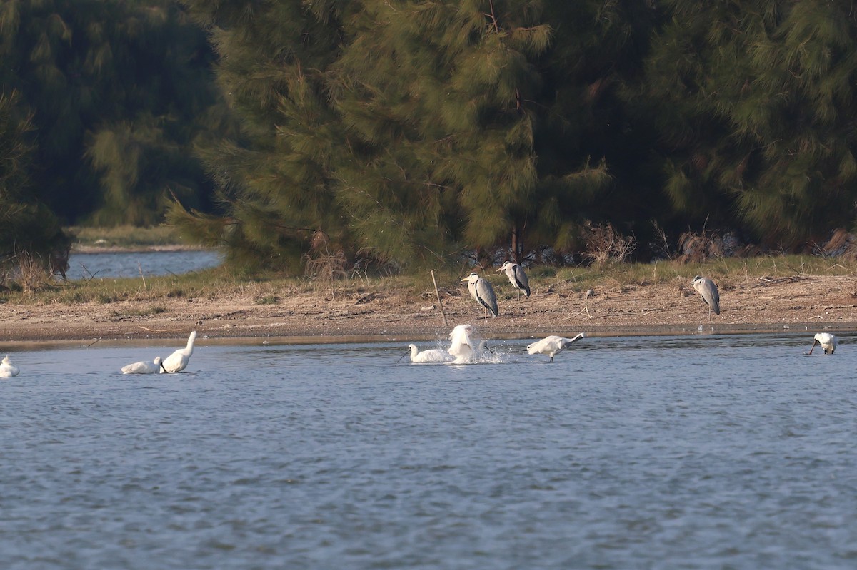 Black-faced Spoonbill - ML612369954