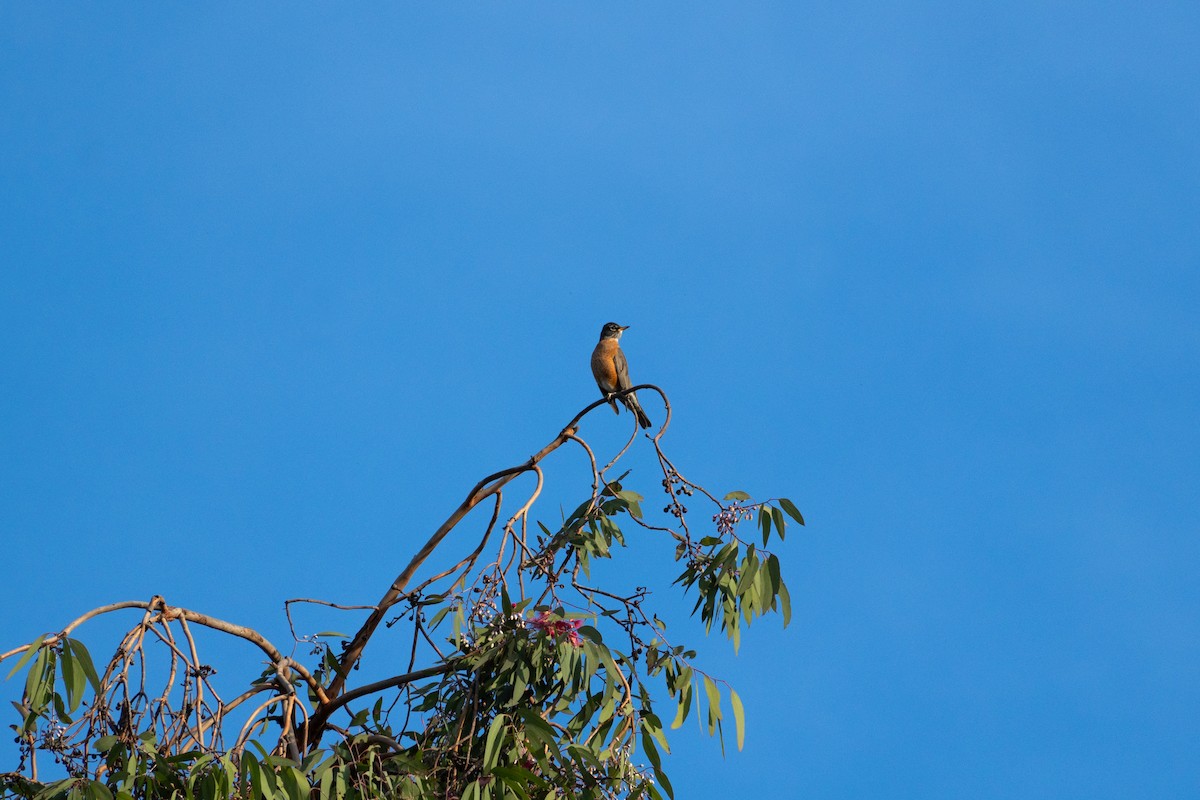 American Robin - ML612369958