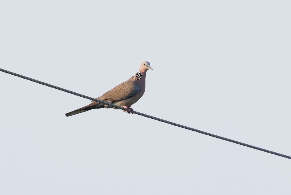 Spotted Dove - ML612369962