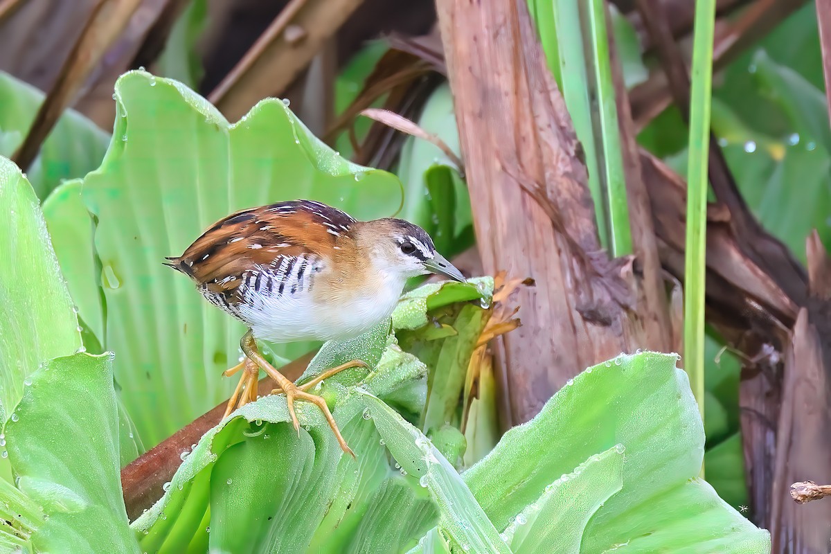 Yellow-breasted Crake - Greg Homel