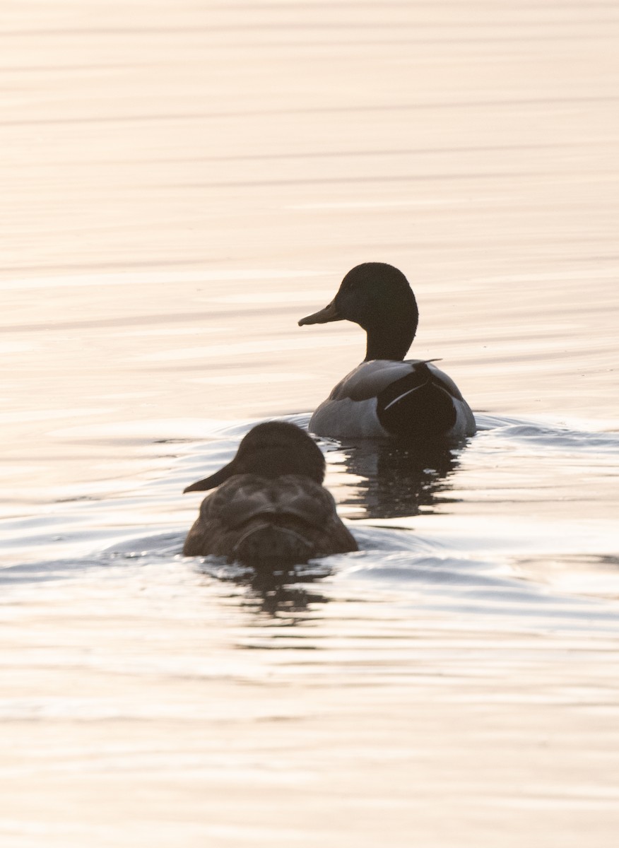 Canard colvert - ML612370011