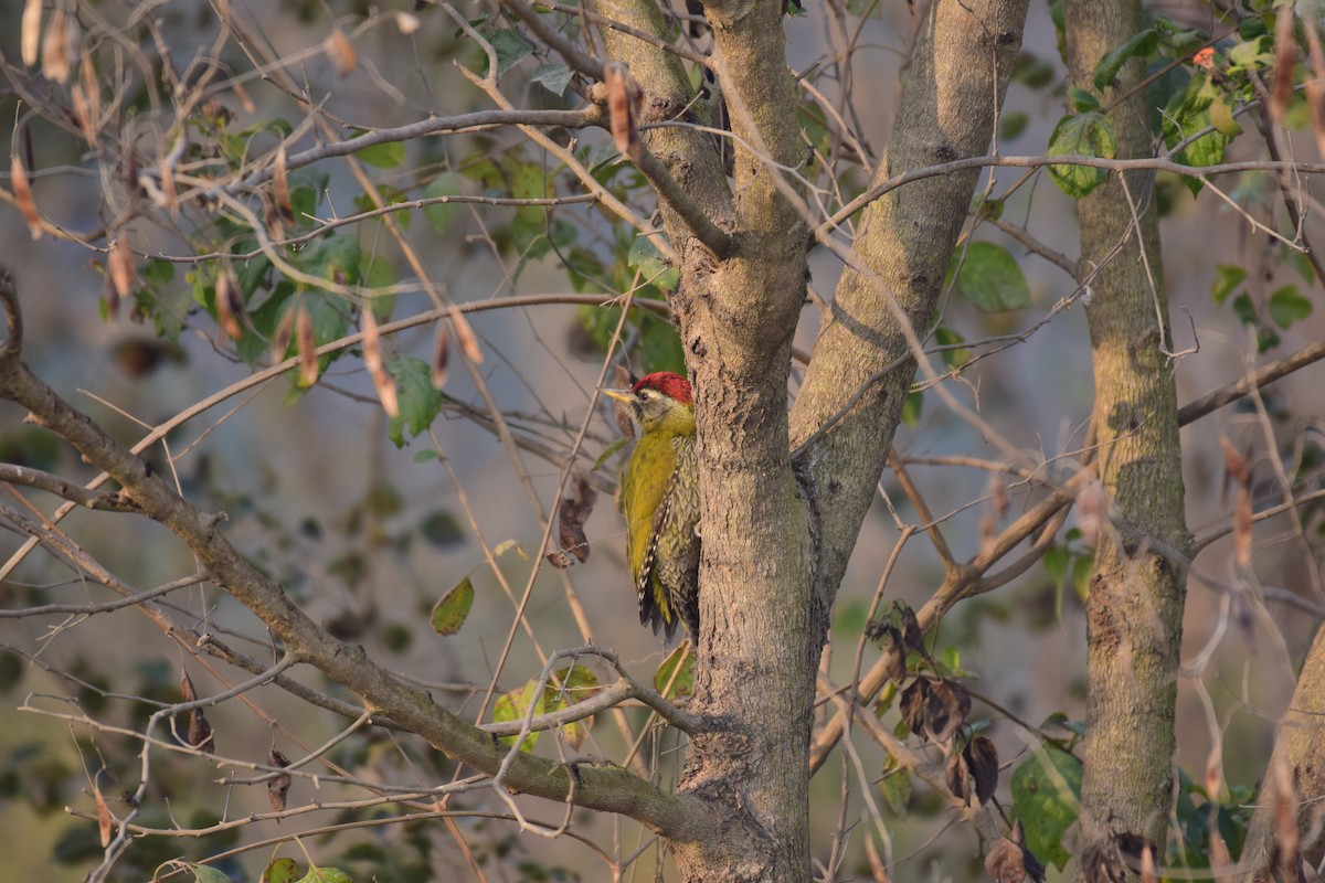 Scaly-bellied Woodpecker - Vipin Rao