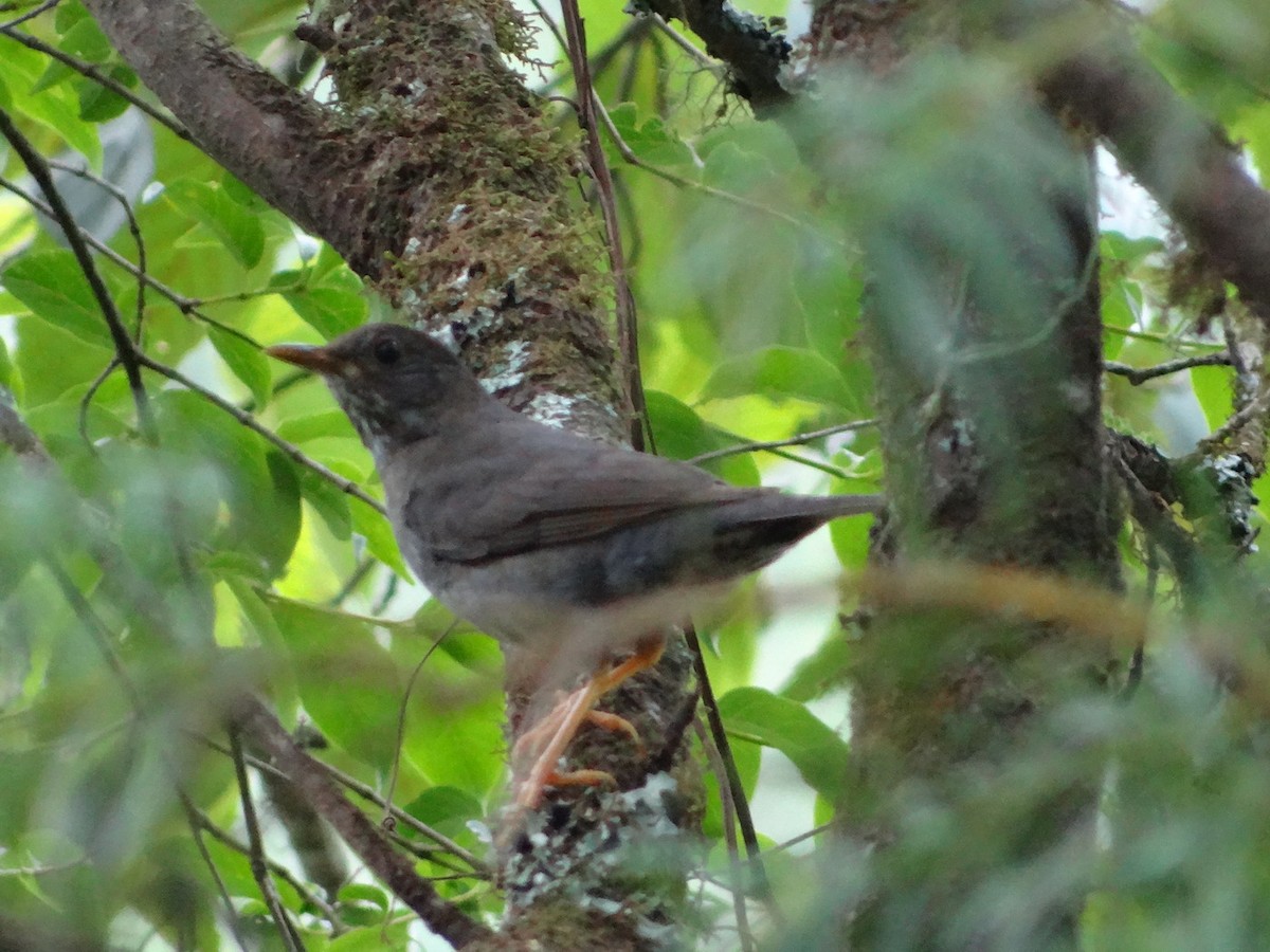 Chiguanco Thrush - ML612370085